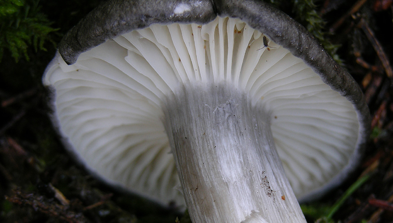 Un Hygrophorus da discutere